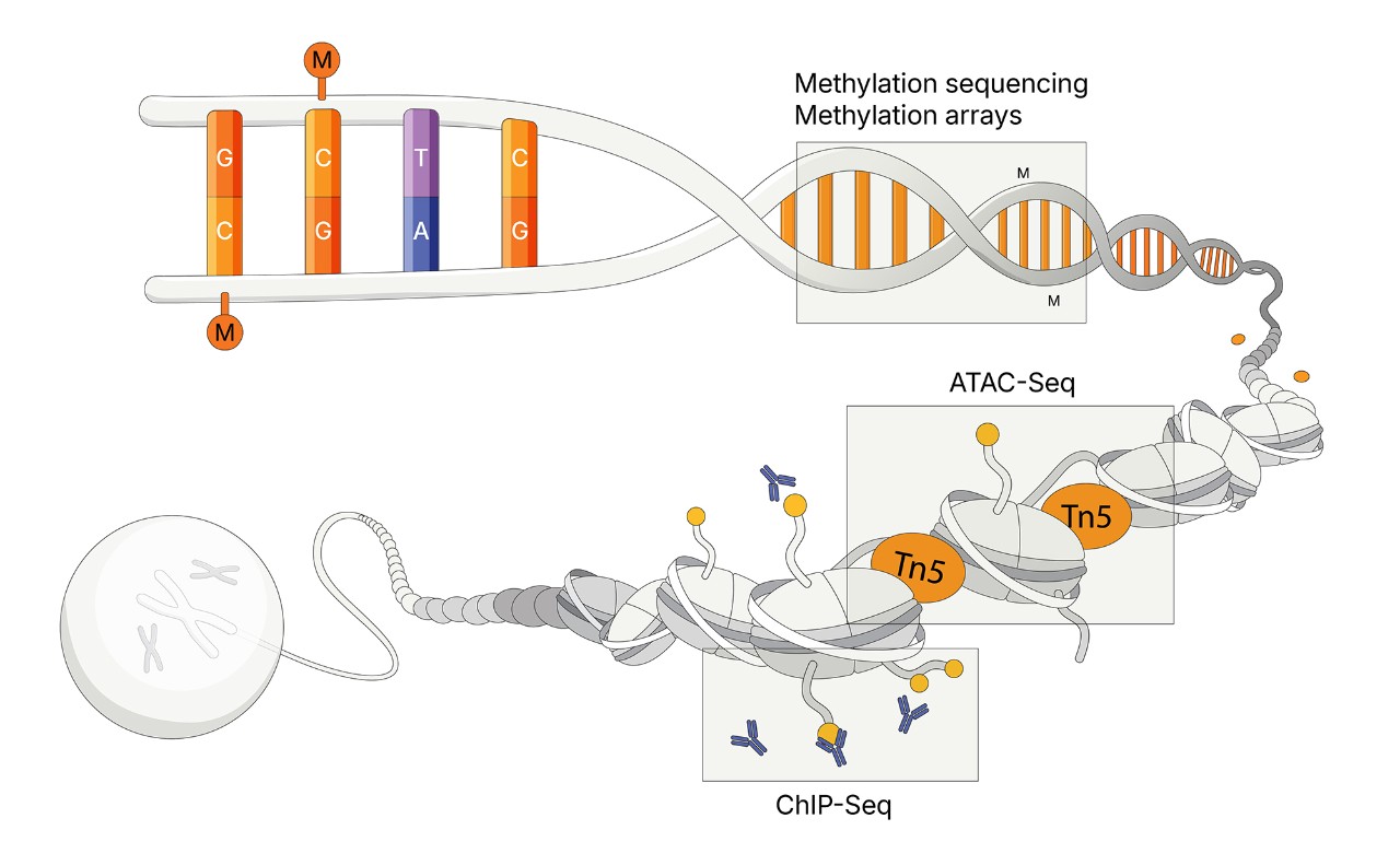 Diagram of epigenetics